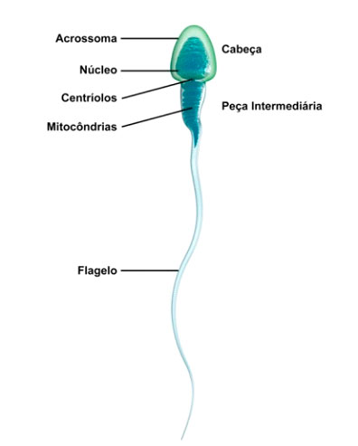 Espermograma 2